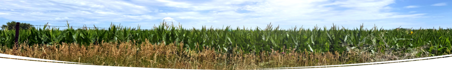NE Image 1